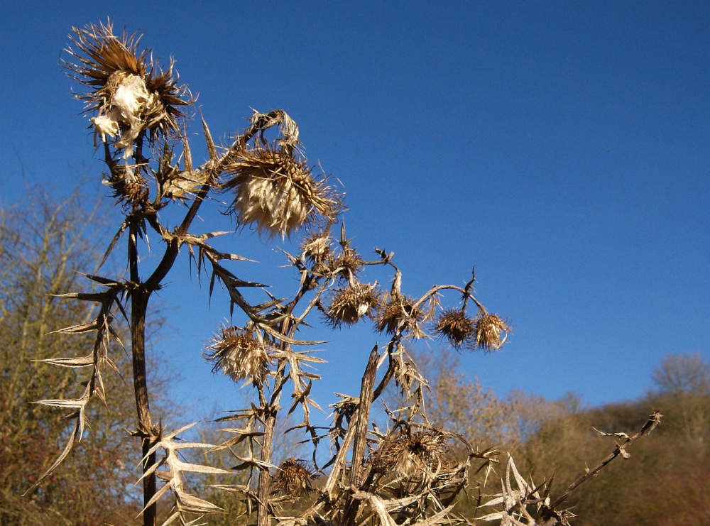 Thistle at Kirtlington Quarry, by the Oxford Canal, Oxon