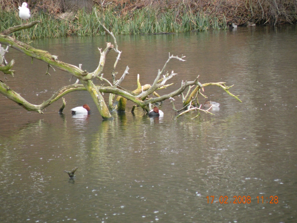 Daneshill Lakes and Nature Reserve