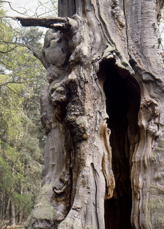 Old tree stump in Sherwood