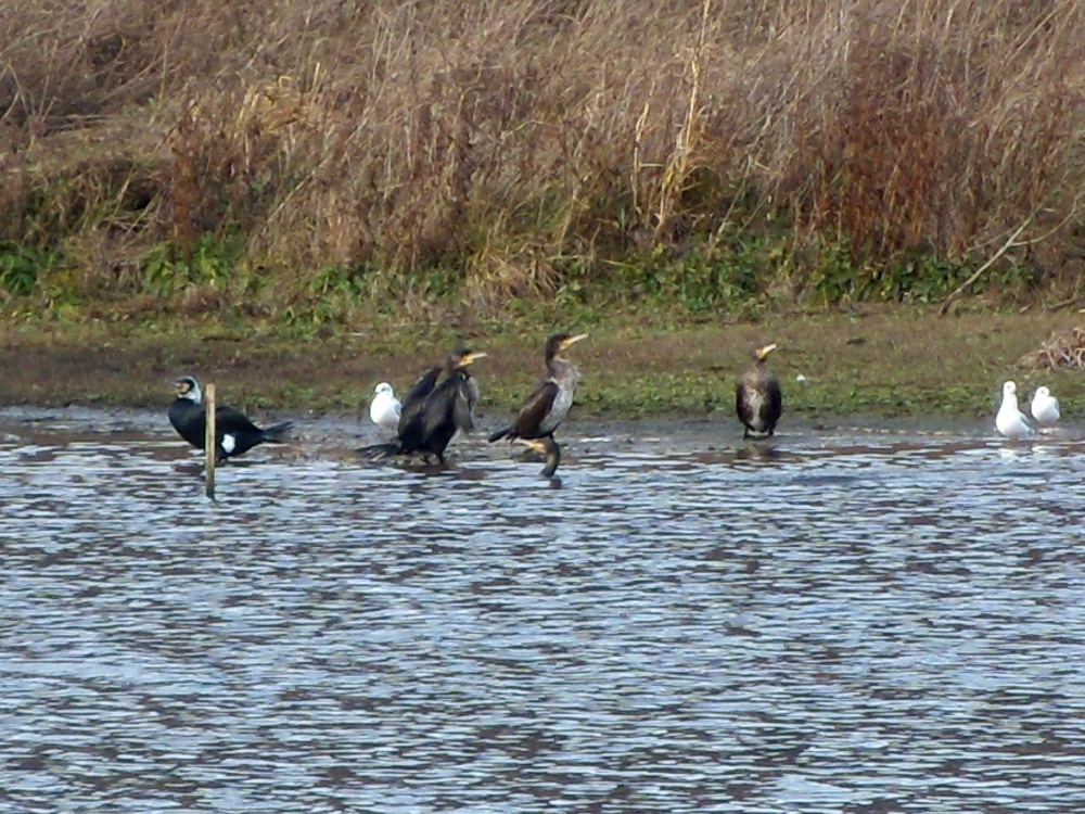Cormorants and Black Headed Gulls in winter plumage