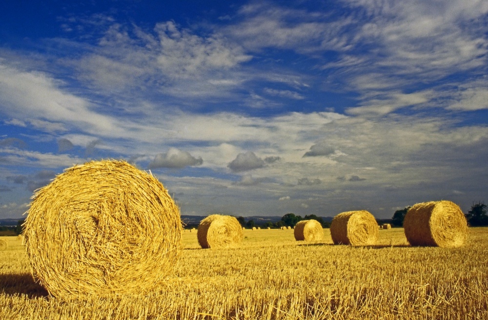 Harvested Wheat Rolls.
