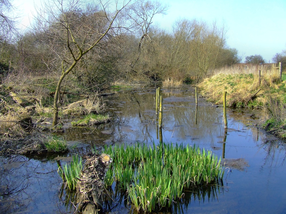 The stagnant pond at Denaby Ings