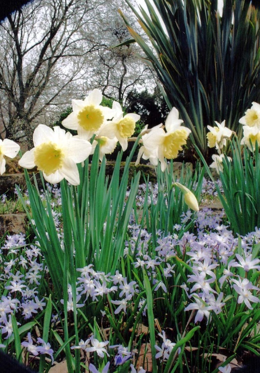 Daffodils, Castle Gardens, Leicester