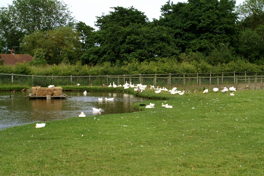 The duck pond.