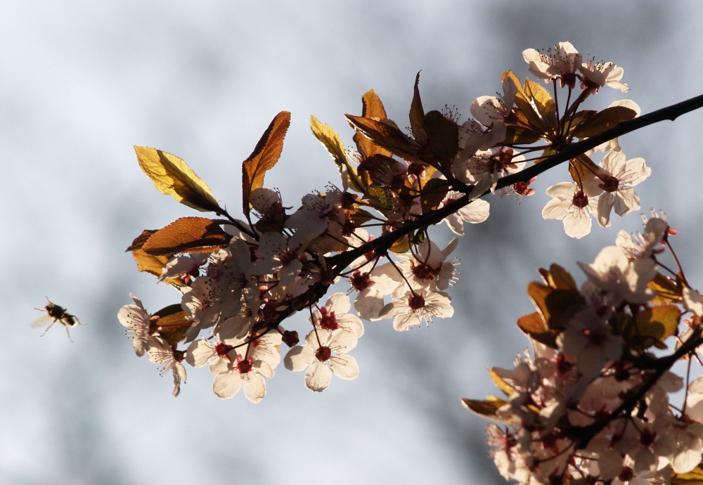 Blossom and Bee, Passenham, Northants