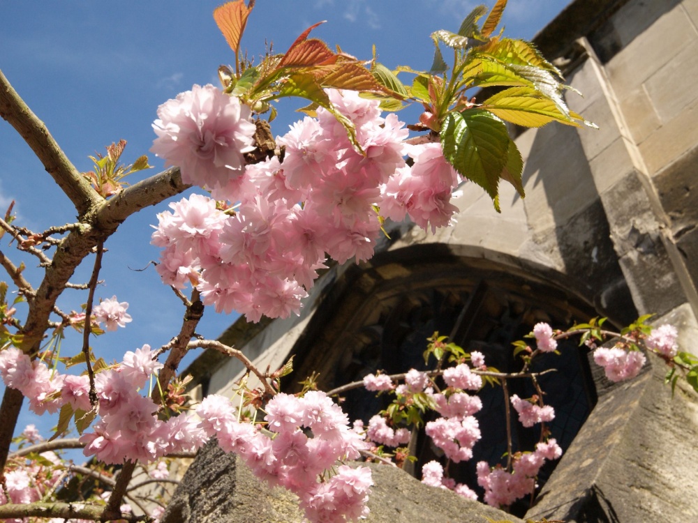 Blossom in the Cloister Garth