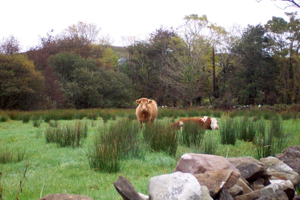 Rockfleet Castle cattle