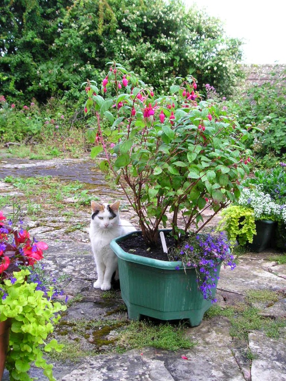 Cat in summer garden