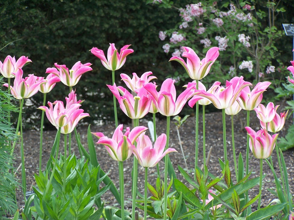 Tulips at Hyde Hall