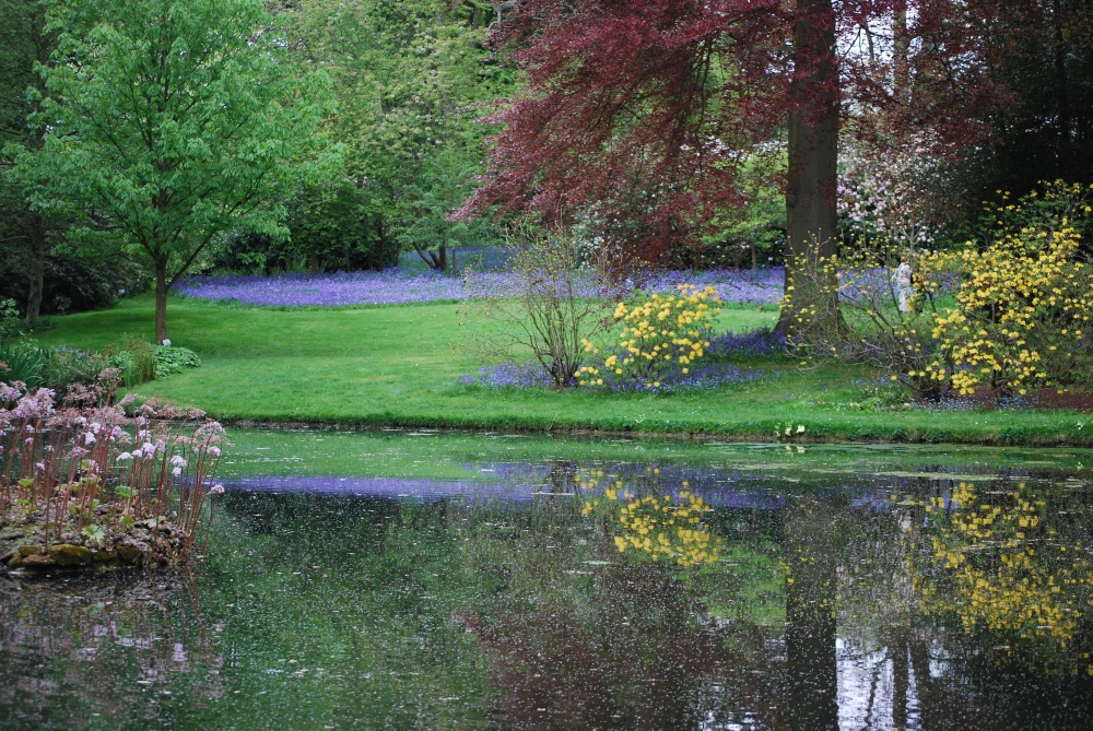 Bluebell reflections