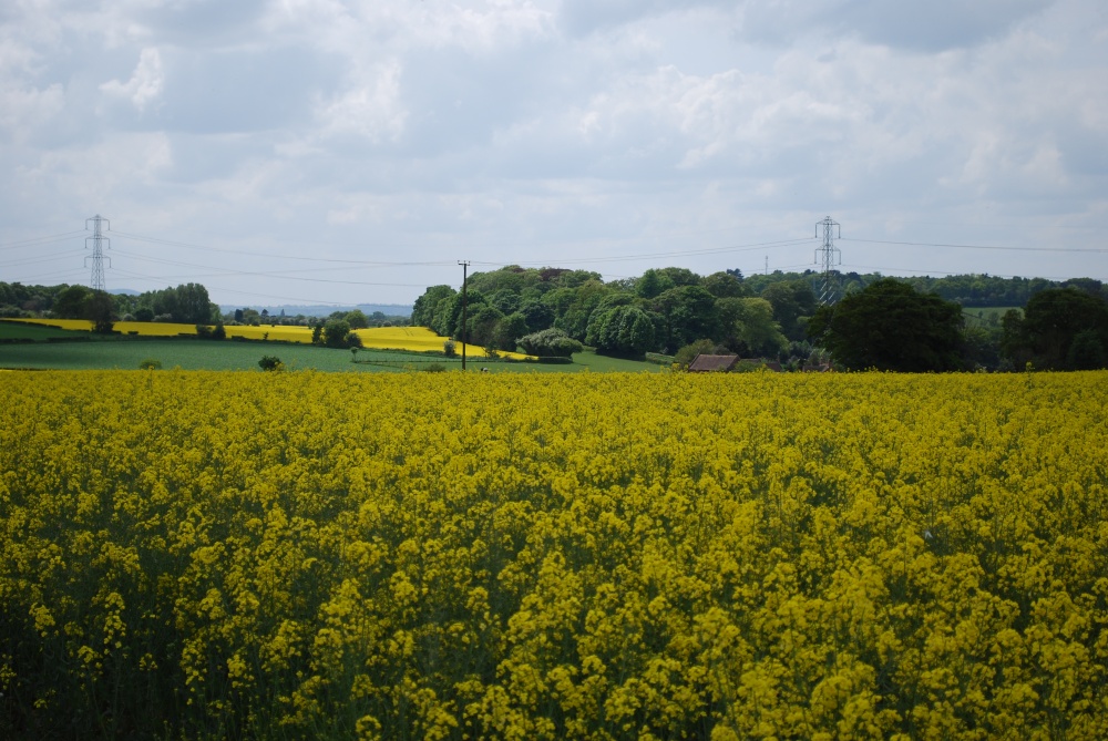 Yellow fields (Oil seed rape)