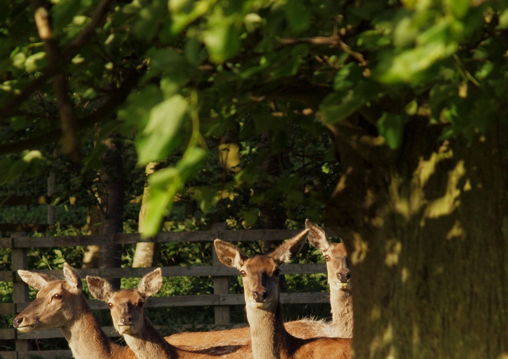 Deer in their field, Hillesden, Bucks