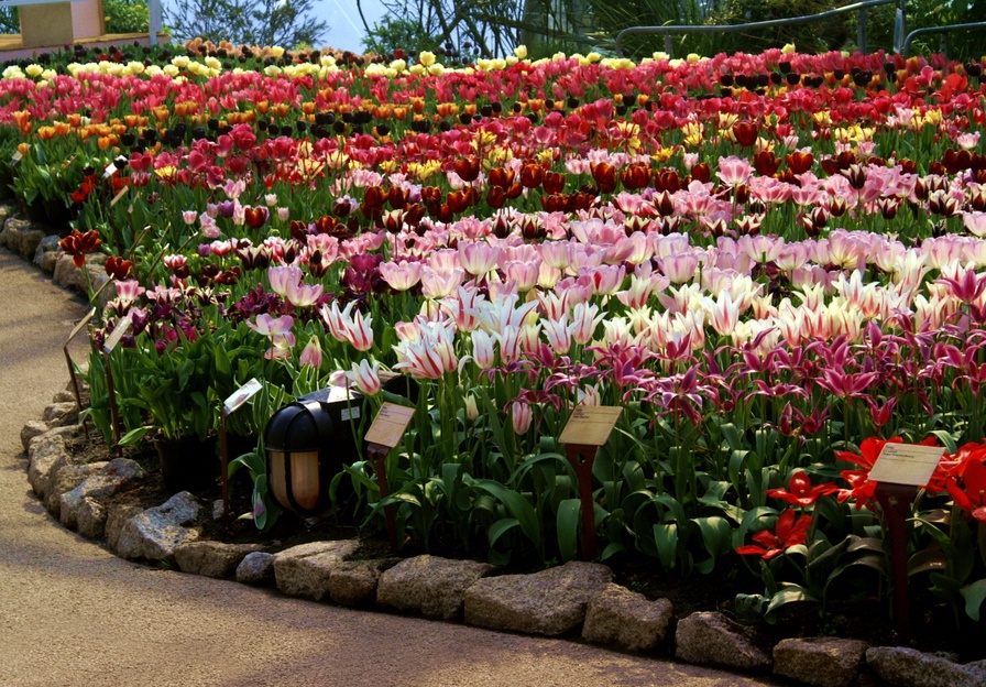 An ideal place for flower lovers.