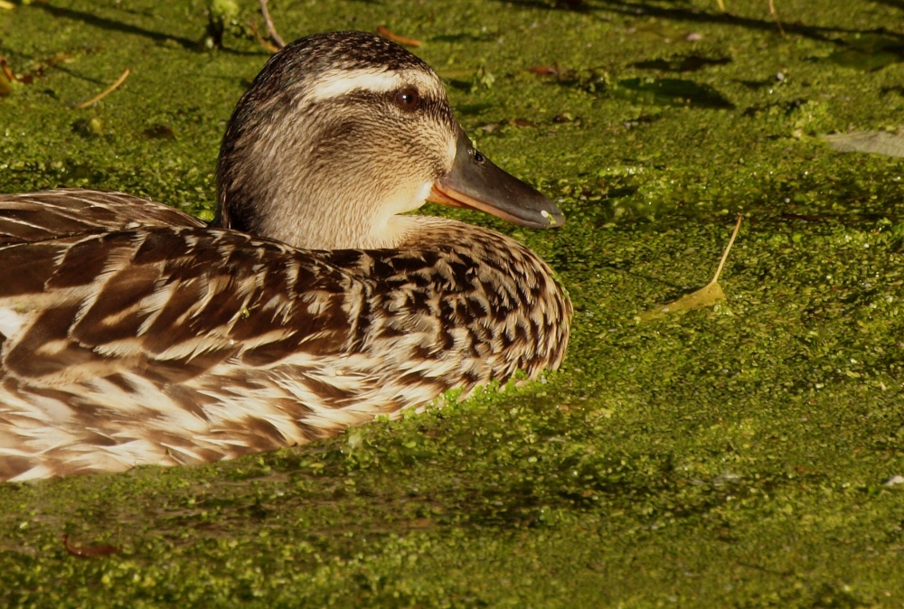 Resting duck, Grand Union Canal, Stoke Bruerne, Northants.