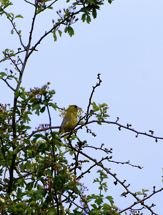 Greenfinch in a tree.