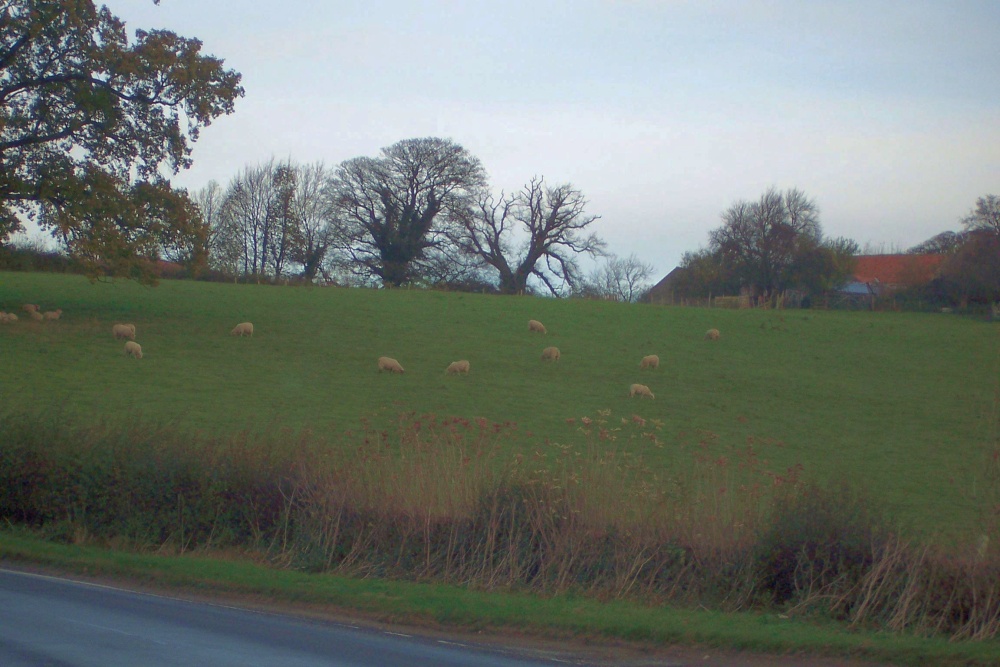 Sheep Pasture near Oswaldkirk, N. Yorks.