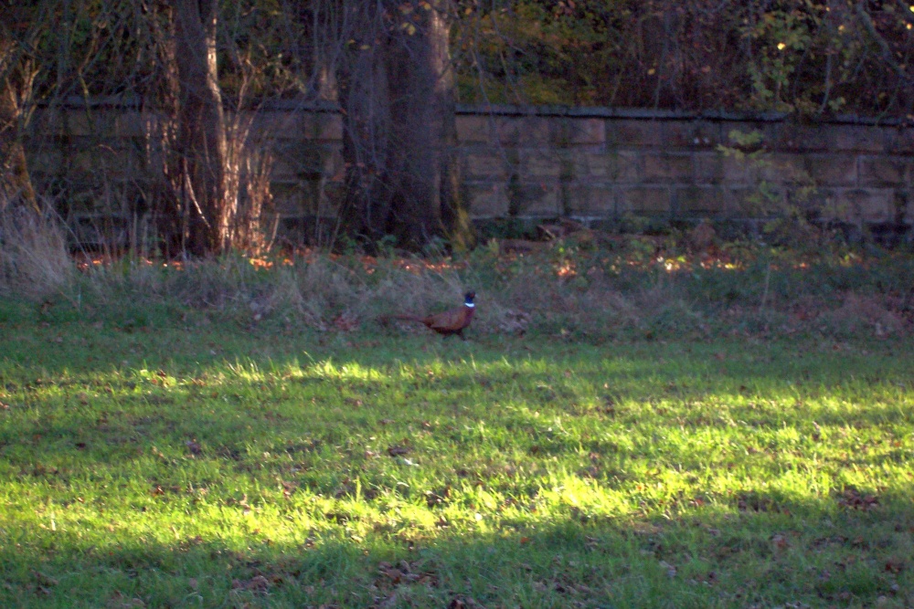 Ringneck Pheasant Near Brandsby, North Yorkshire