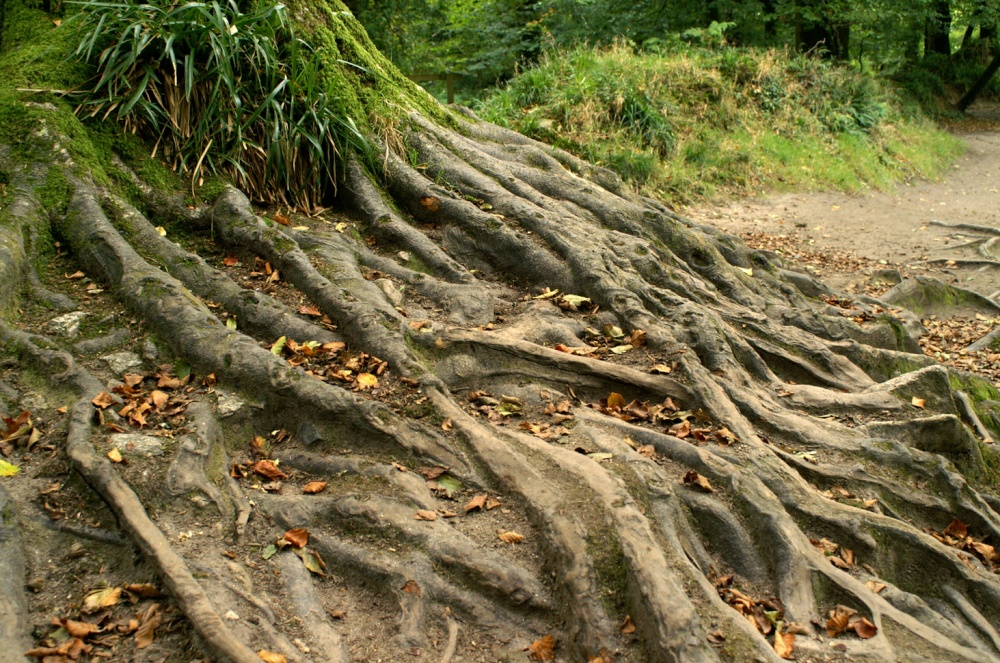 Roots taking over the path.