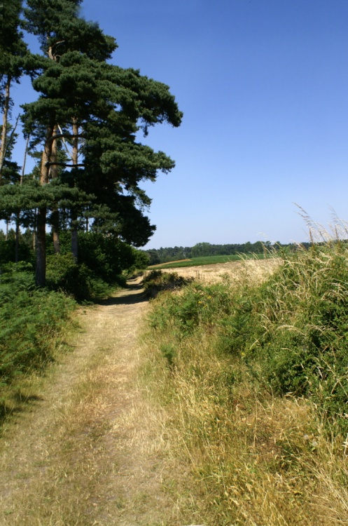 A path between forest and farmland.
