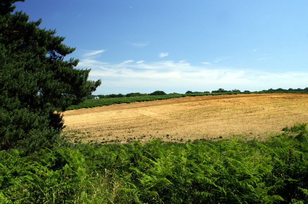 The farmland.