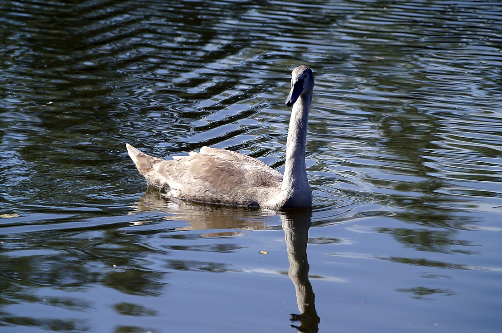 Young swan.