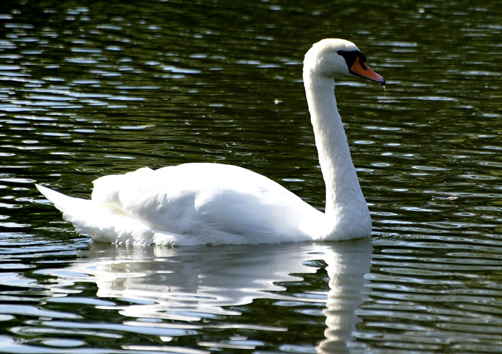 Just a swan..