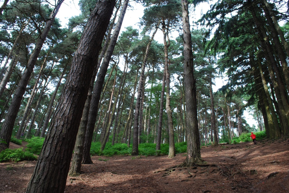 The woods at the Lickey Hills