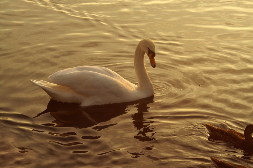 Swan in evening light. Valentines Park.