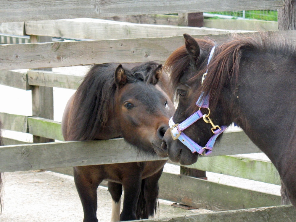 'Harry Potter' and 'Amy'- Shetland ponies