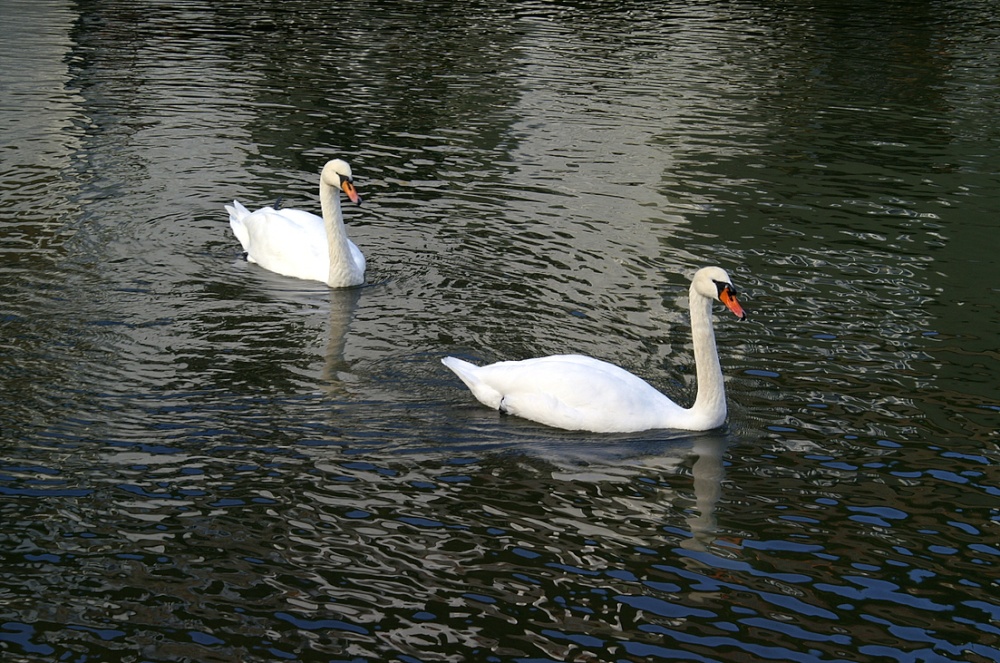 Even Swans like Polperro harbour.