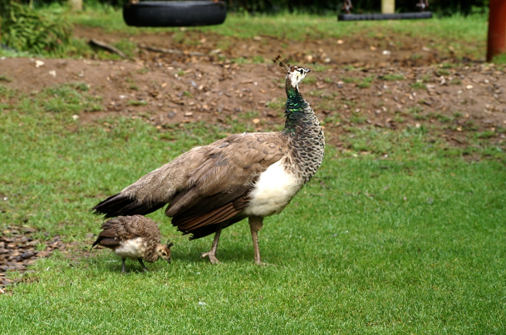 Peahen with chick