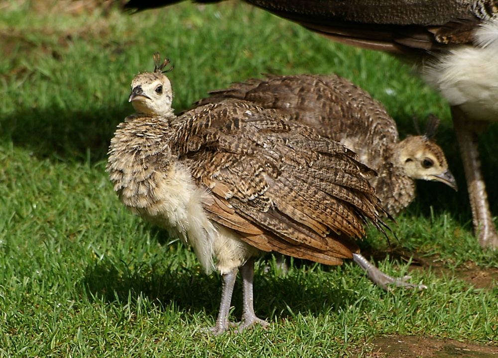Two young Peacock chicks.
