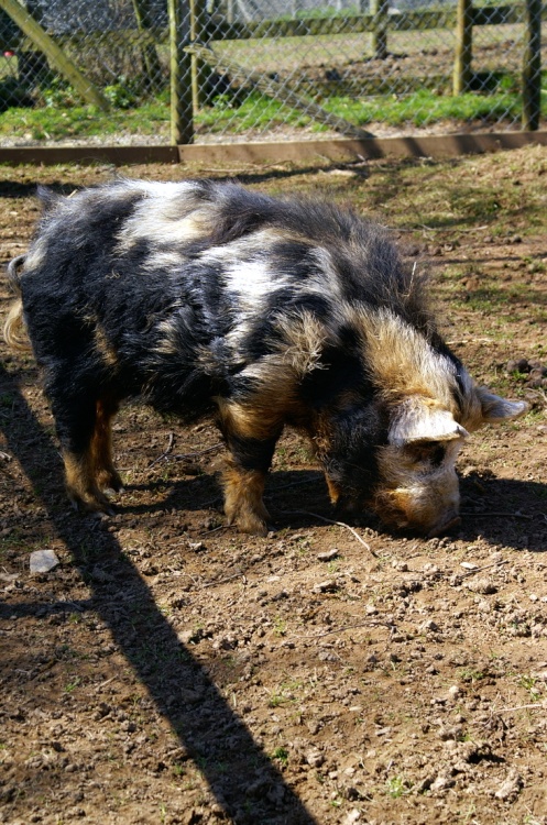 This pig looks like he should have a barrel round his neck.