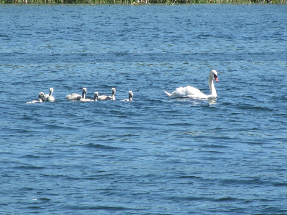 Swan Family on Whitlingham Park lake