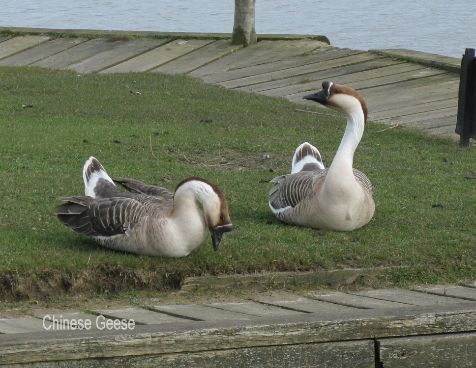 Chinese Geese on the quayside at Reedham