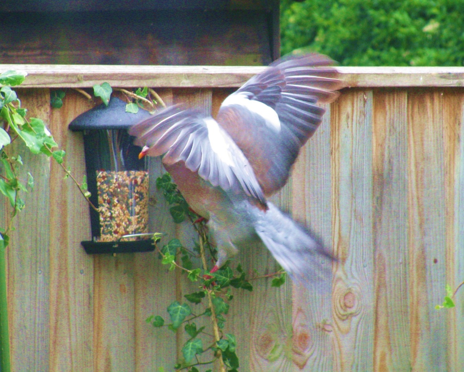Pigeon balancing to get the birds food