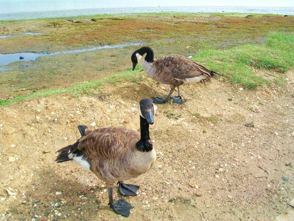 Canada Geese by the River Orwell at Freston