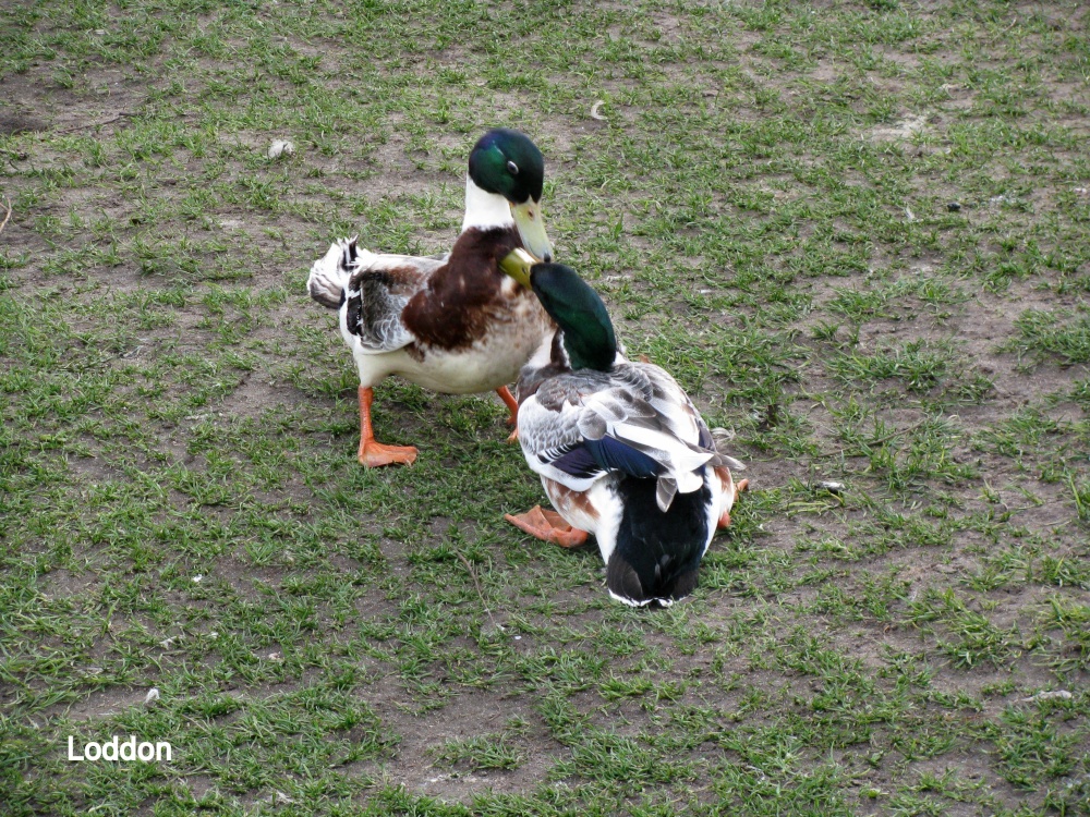 Not sure if these Mallards are friends or enemies.