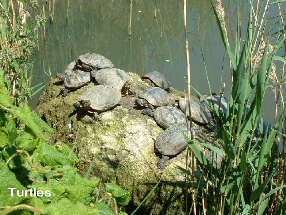 Turtles at Thrigby Wildlife Park
