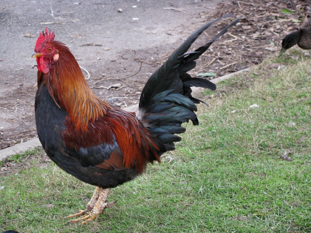 A Rooster at Loddon.