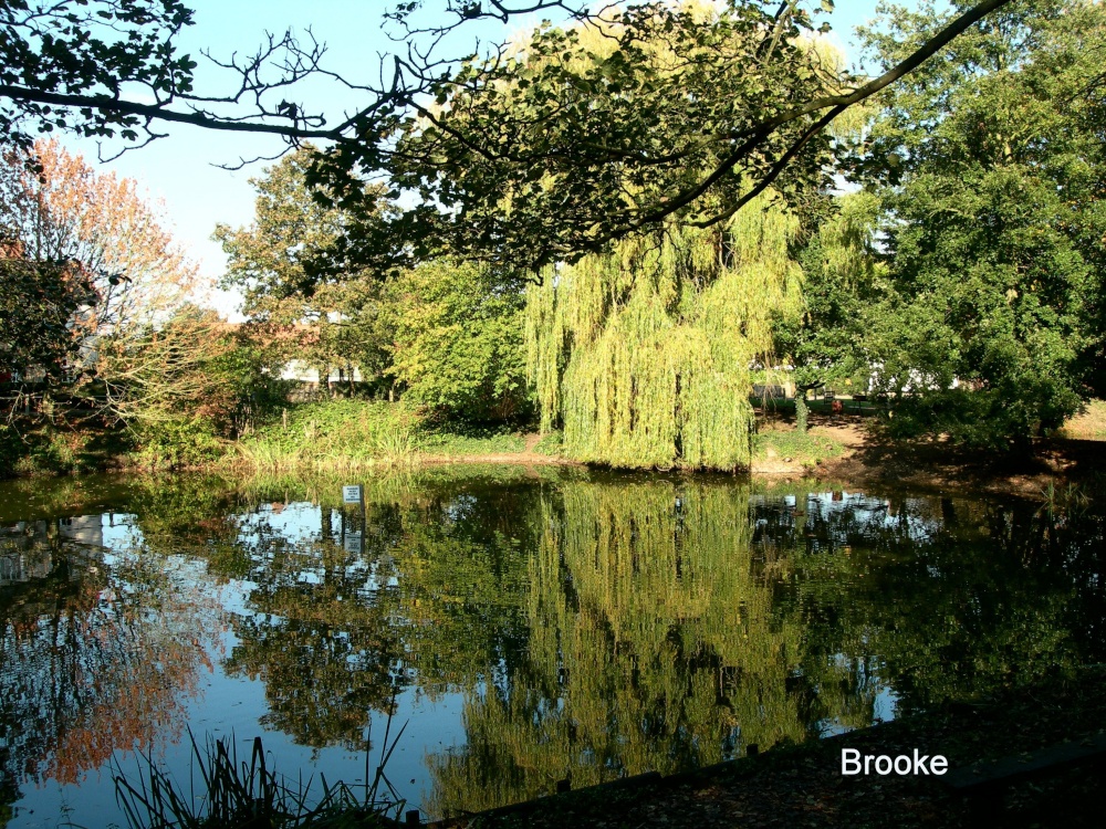 A Pond in Brooke