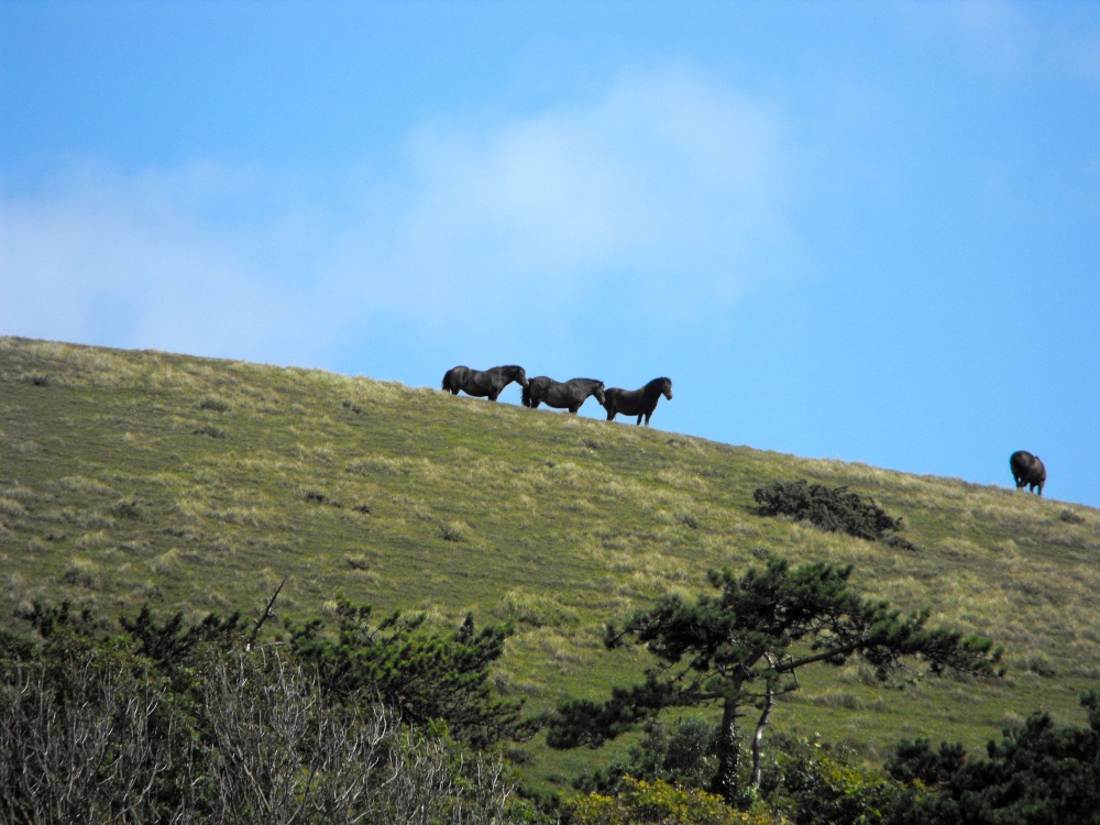 Horses on the Hillside