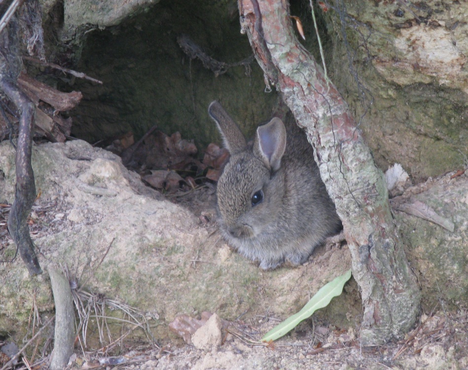 A Rabbit in Leonardslee Gardens