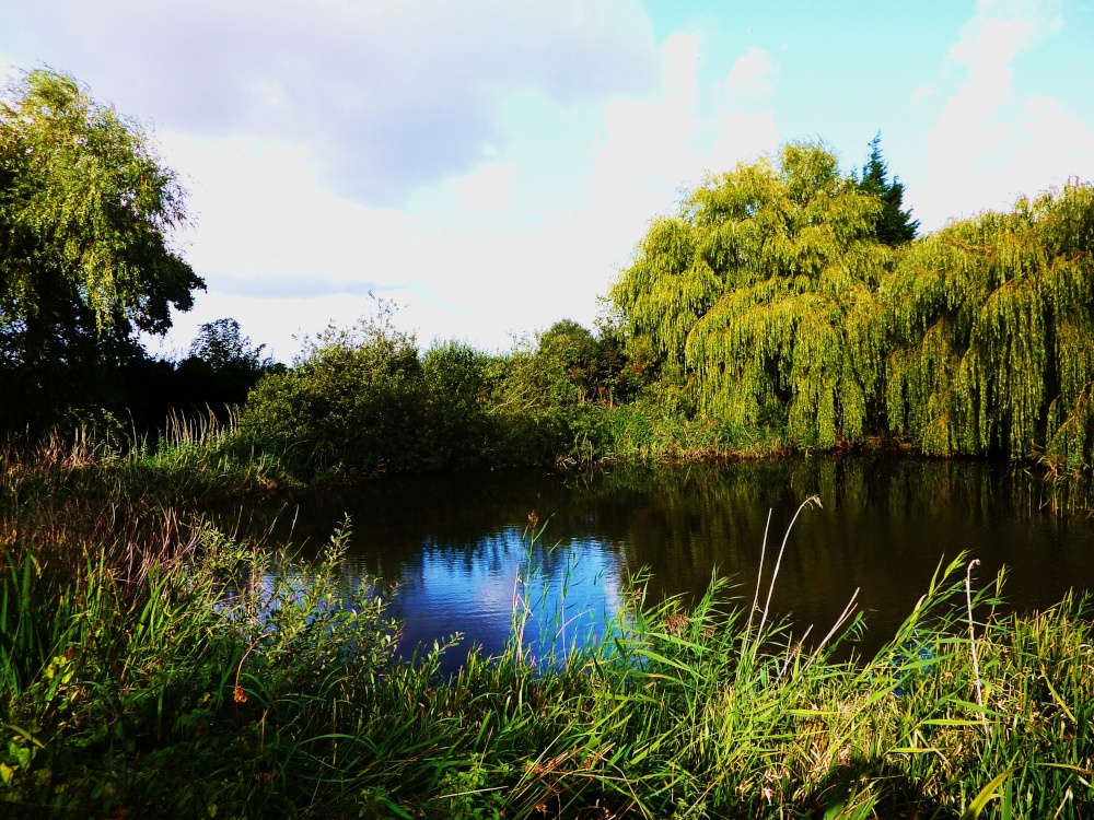 A Pond at South Walsham
