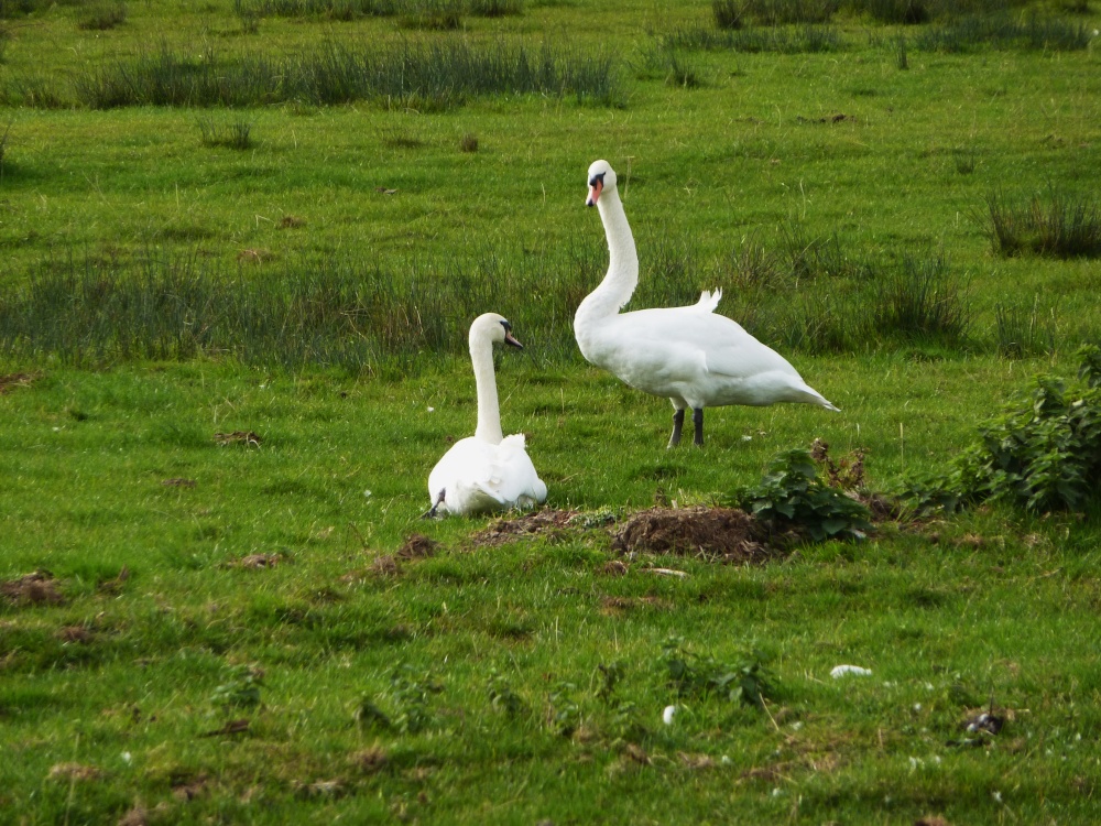 Swans on the marshes