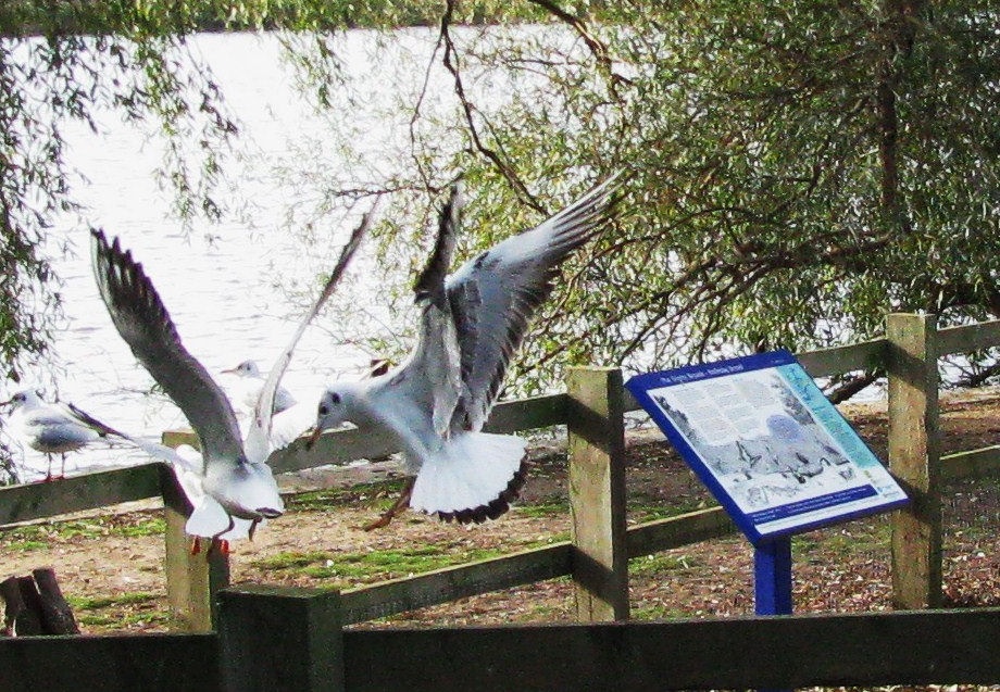 Seagulls in Rollesby
