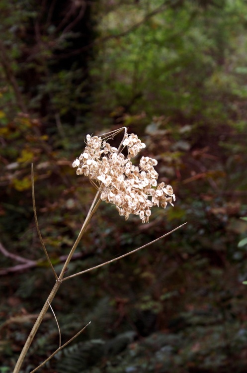 A dead plant by the woodland path.