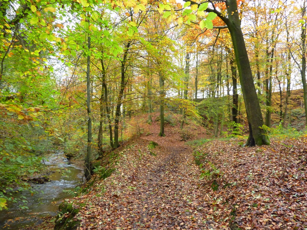 Autumn through Mill Wood