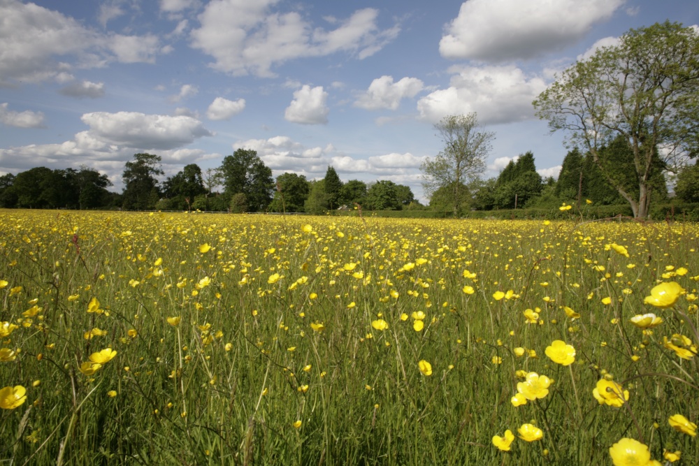 Field of buttercups near Horne