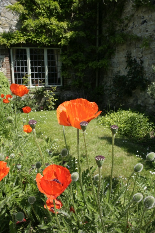 Cottage in village with poppies